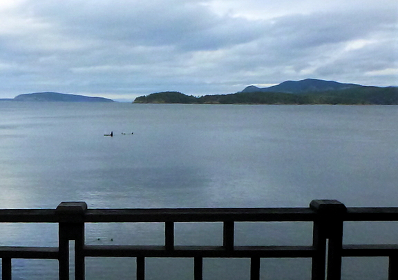 Orca whales swimming past studio.